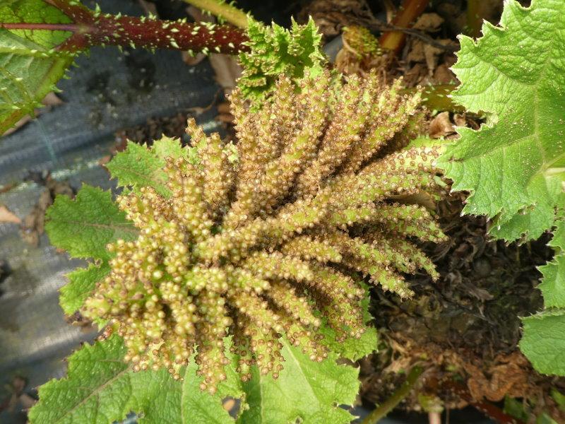 Gunnera tinctoria