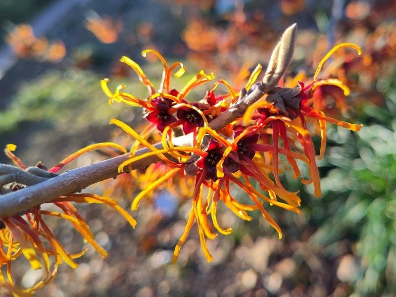 Zaubernuss Jelena - orangeblühender Winterblüher