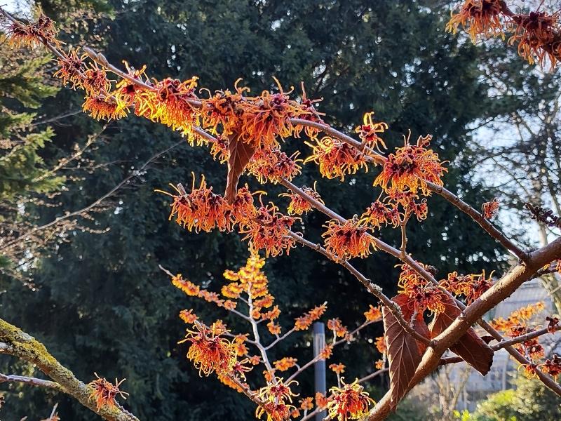 Zaubernuss Jelena - orangeblühender Frühblüher