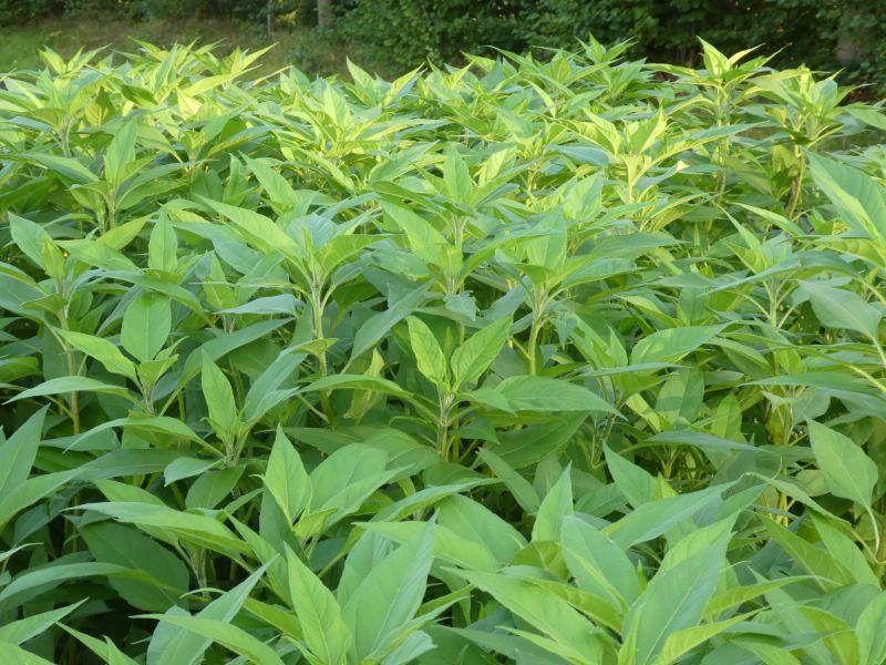 Topinambur Papas in der Baumschule