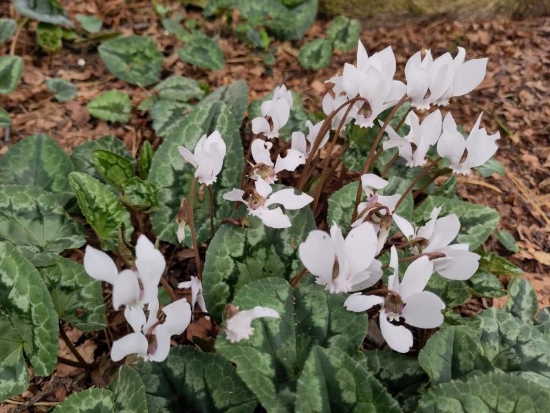 Herbst-Alpenveilchen in Blüte