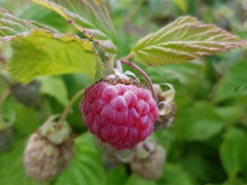 Hallon Ruby Beauty, Rubus idaeus Ruby Beauty
