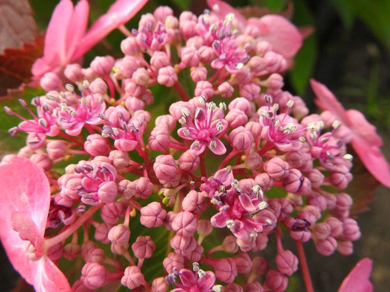 Nahaufnahme der Blüten der Hortensie Cotton Candy