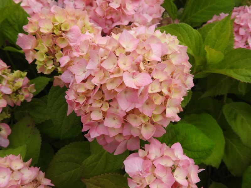 Storbladig hortensia Gerda Steininger, Trädgårdshortensia Gerda Steiniger, Hydrangea Hybride Gerda Steiniger