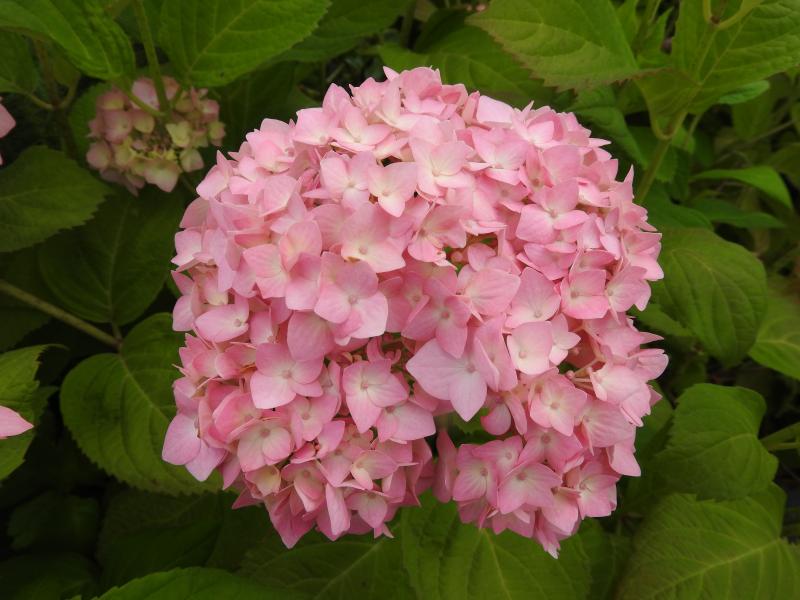 Storbladig hortensia Gerda Steininger, Trädgårdshortensia Gerda Steiniger, Hydrangea Hybride Gerda Steiniger