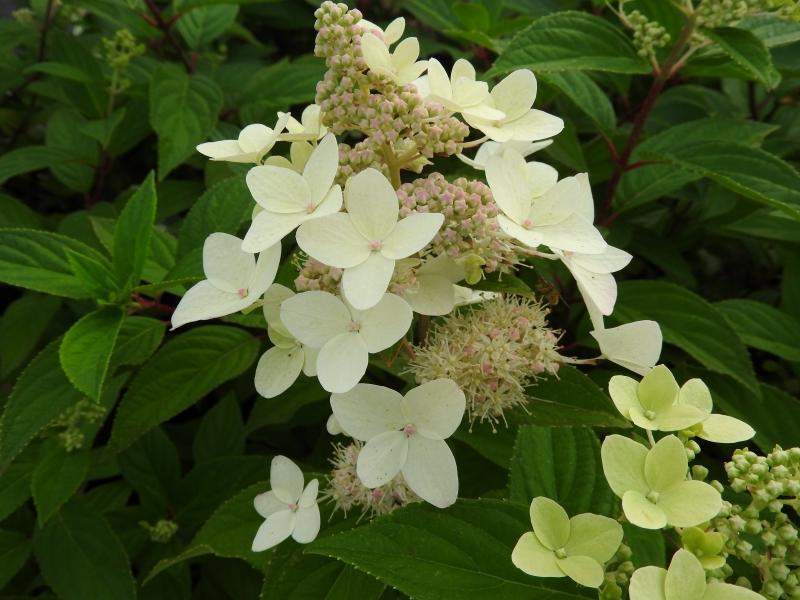 Hydrangea paniculata Confetti, Vipphortensia Confetti, Syrenhortensia Confetti