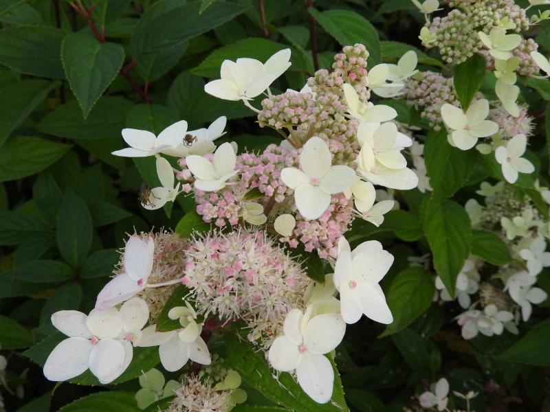 Hydrangea paniculata Confetti, Vipphortensia Confetti, Syrenhortensia Confetti