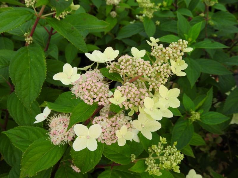 Hydrangea paniculata Confetti, Vipphortensia Confetti, Syrenhortensia Confetti