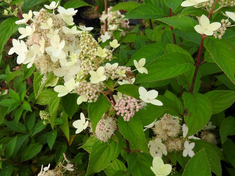 Hydrangea paniculata Confetti, Vipphortensia Confetti, Syrenhortensia Confetti