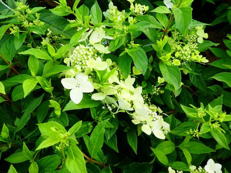 Hydrangea paniculata Confetti, Vipphortensia Confetti, Syrenhortensia Confetti