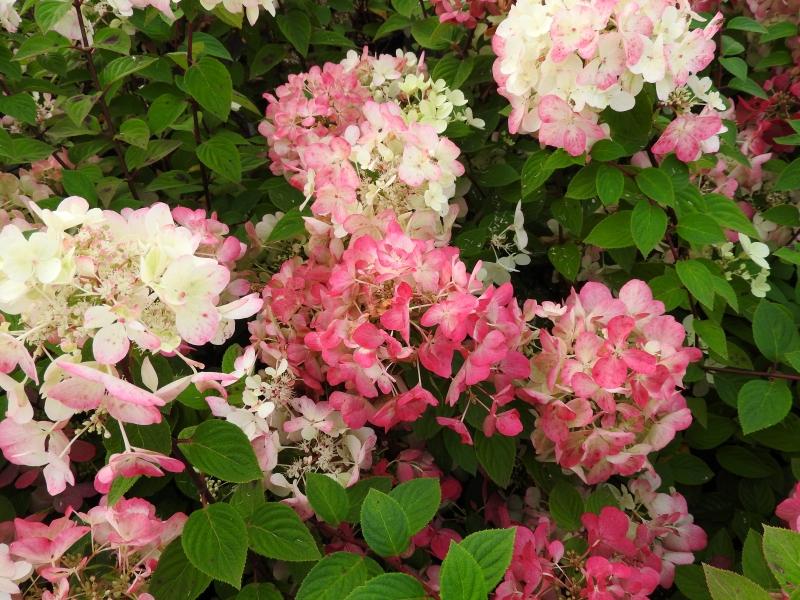 Vipphortensia Diamant Rouge, Hydrangea paniculata Diamant Rouge, Syrenhortensia Diamant Rouge