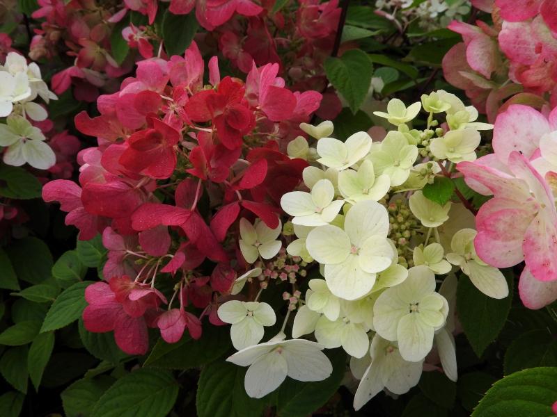 Vipphortensia Diamant Rouge, Hydrangea paniculata Diamant Rouge, Syrenhortensia Diamant Rouge