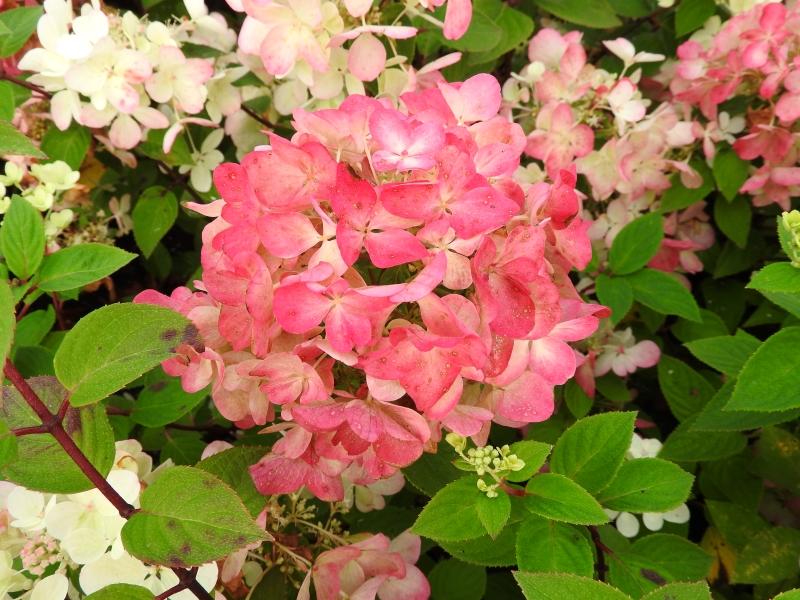 Vipphortensia Diamant Rouge, Hydrangea paniculata Diamant Rouge, Syrenhortensia Diamant Rouge