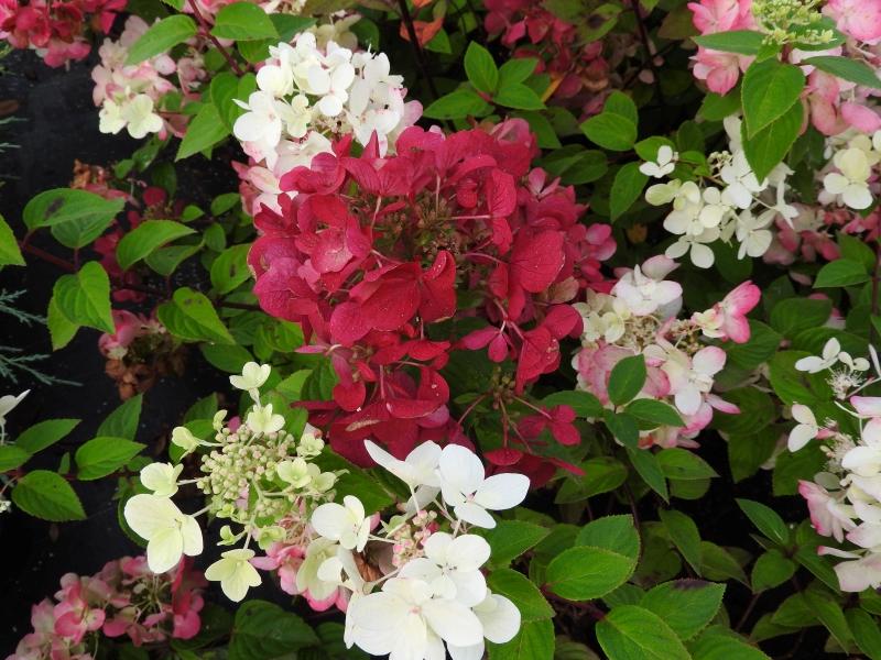 Vipphortensia Diamant Rouge, Hydrangea paniculata Diamant Rouge, Syrenhortensia Diamant Rouge