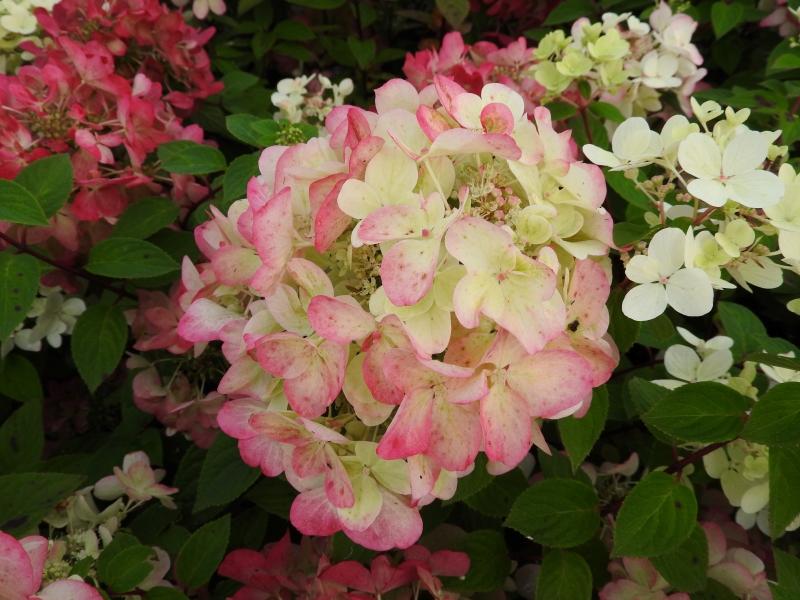 Vipphortensia Diamant Rouge, Hydrangea paniculata Diamant Rouge, Syrenhortensia Diamant Rouge