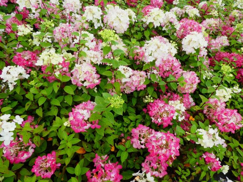 Vipphortensia Diamant Rouge, Hydrangea paniculata Diamant Rouge, Syrenhortensia Diamant Rouge