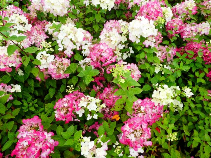 Vipphortensia Diamant Rouge, Hydrangea paniculata Diamant Rouge, Syrenhortensia Diamant Rouge