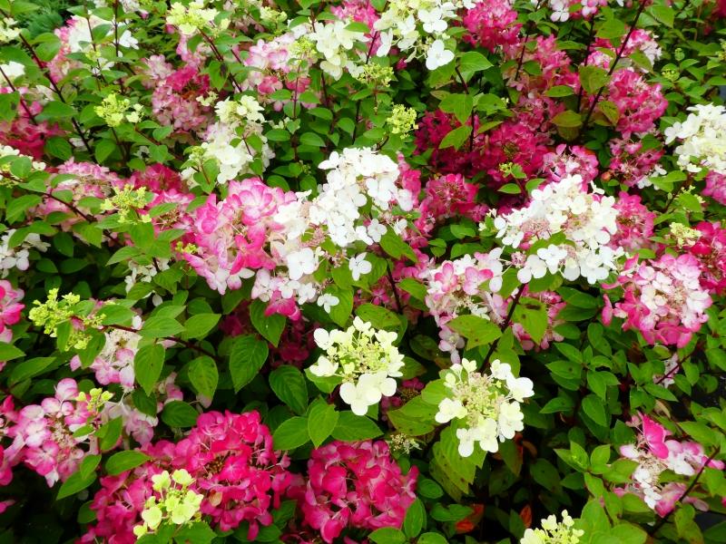 Vipphortensia Diamant Rouge, Hydrangea paniculata Diamant Rouge, Syrenhortensia Diamant Rouge