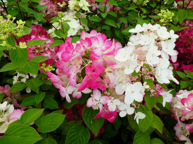 Vipphortensia Diamant Rouge, Hydrangea paniculata Diamant Rouge, Syrenhortensia Diamant Rouge