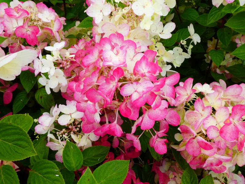 Vipphortensia Diamant Rouge, Hydrangea paniculata Diamant Rouge, Syrenhortensia Diamant Rouge