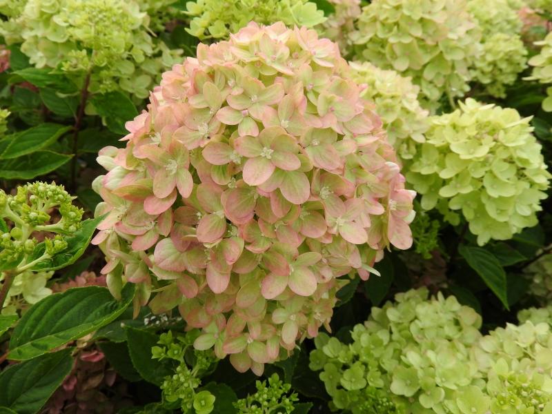 Vipphortensia Little Lime, Hydrangea paniculata Little Lime