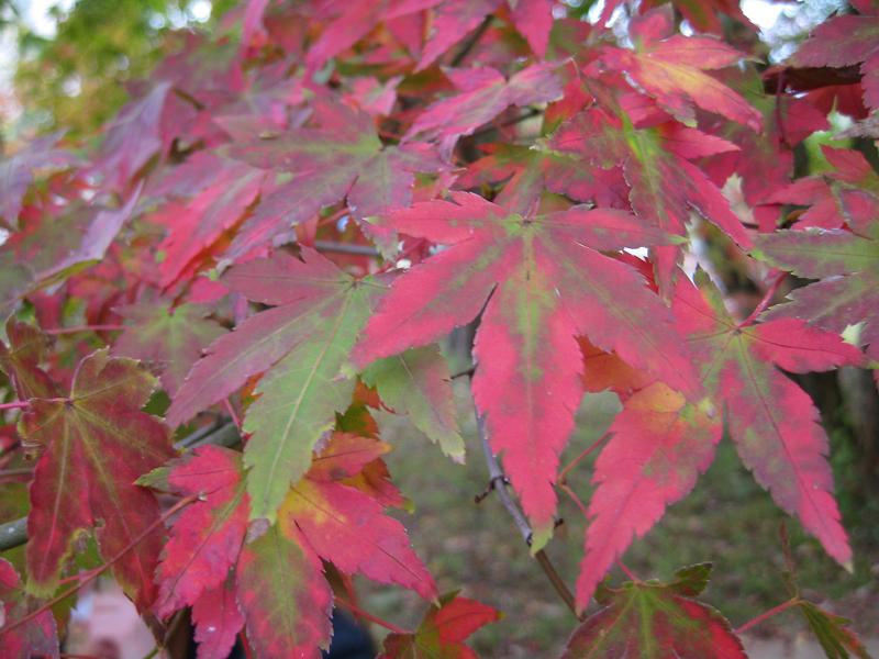 Japansk lönn, Acer palmatum