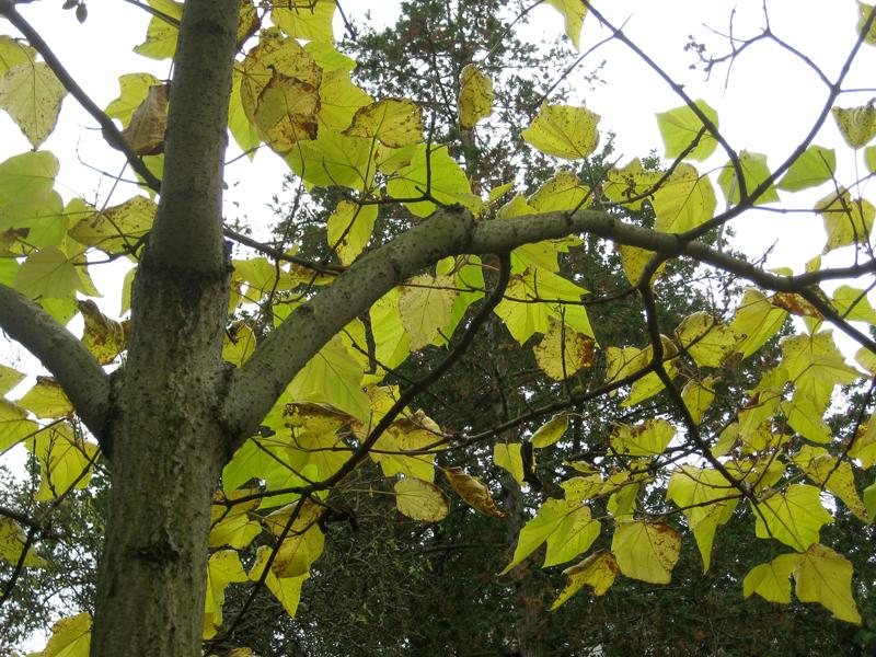 Herbstfärbung des Blauglockenbaums