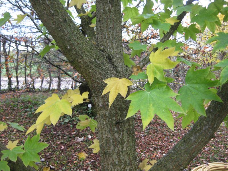 Baumkraftwurz in beginnender Herbstfärbung