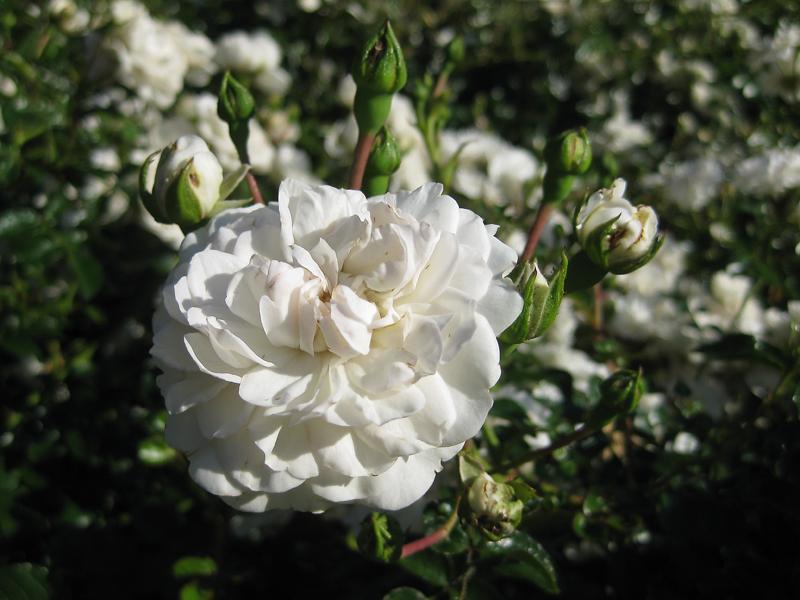 Stark gefüllte Blüte der Bodendeckerrose Swany