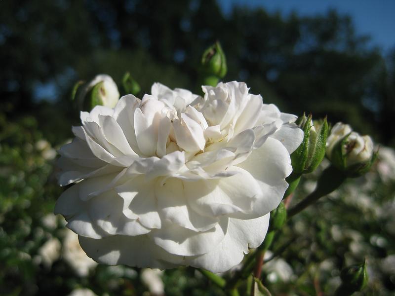 Zarte, weiße Blüte der Bodendeckerrose Swany