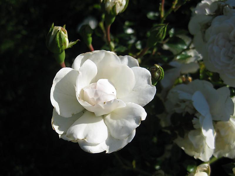 Bodendeckerrose Swany - gefüllte, weiße Blüte