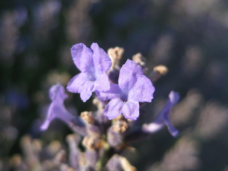 Nahaufnahme der lila Blüten des Lavendels