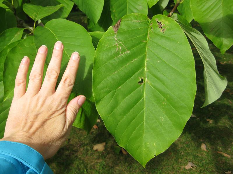 Die Blätter der Gurkenmagnolie sind sehr groß.