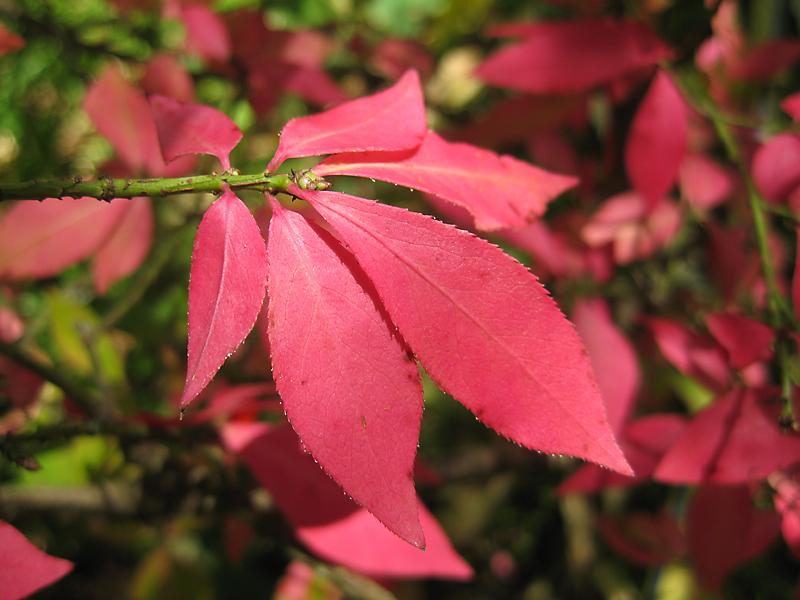Rote Herbstfärbung des Euonymus alatus