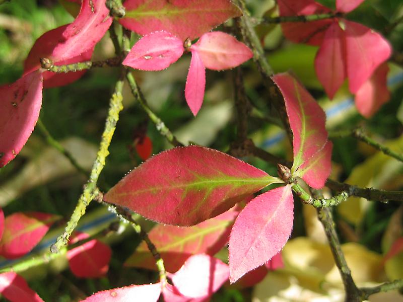 Korkspindelstrauch mit roter Herbstfärbung