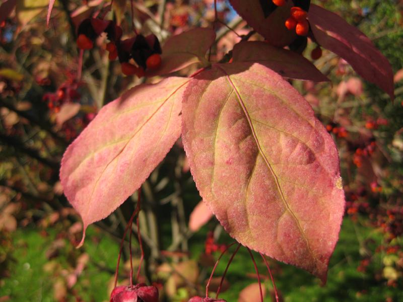 Rote Herbstfärbung des Sachalin-Pfaffenhütchens