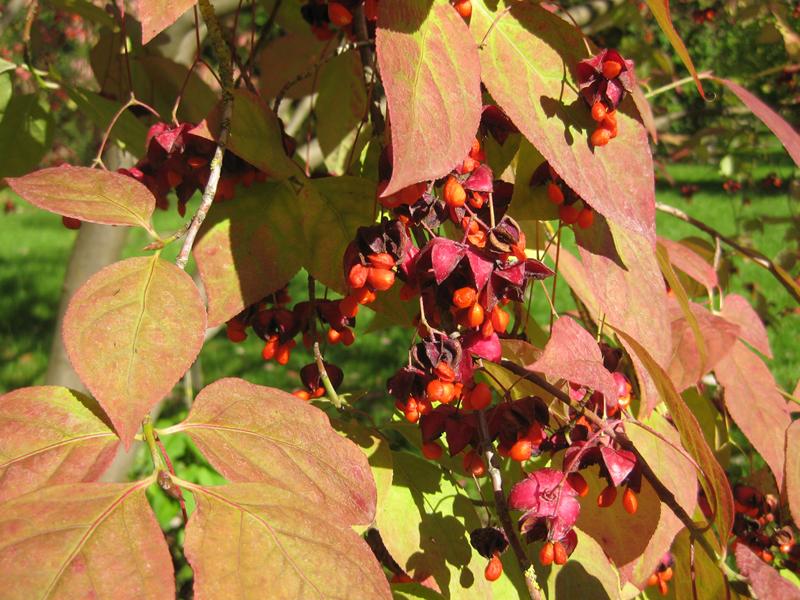 Sachalin-Pfaffenhütchen mit bunten Blättern und Früchten