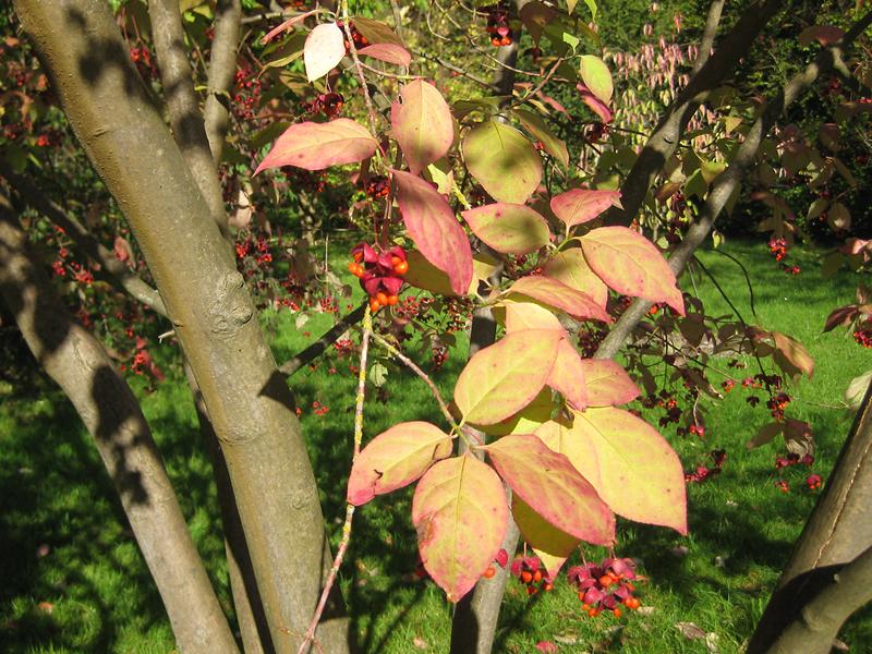 Sachalin-Pfaffenhütchen im Herbst