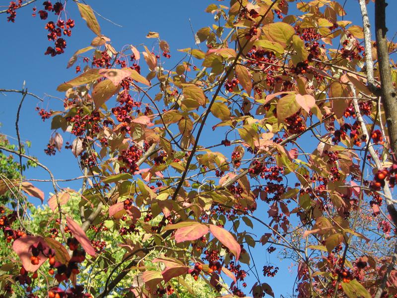 Sachalin-Pfaffenhütchen in roter Herbstfärbung