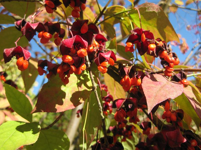 Das Sachalin-Pfaffenhütchen verbreitet eine zauberhafte Herbststimmung.