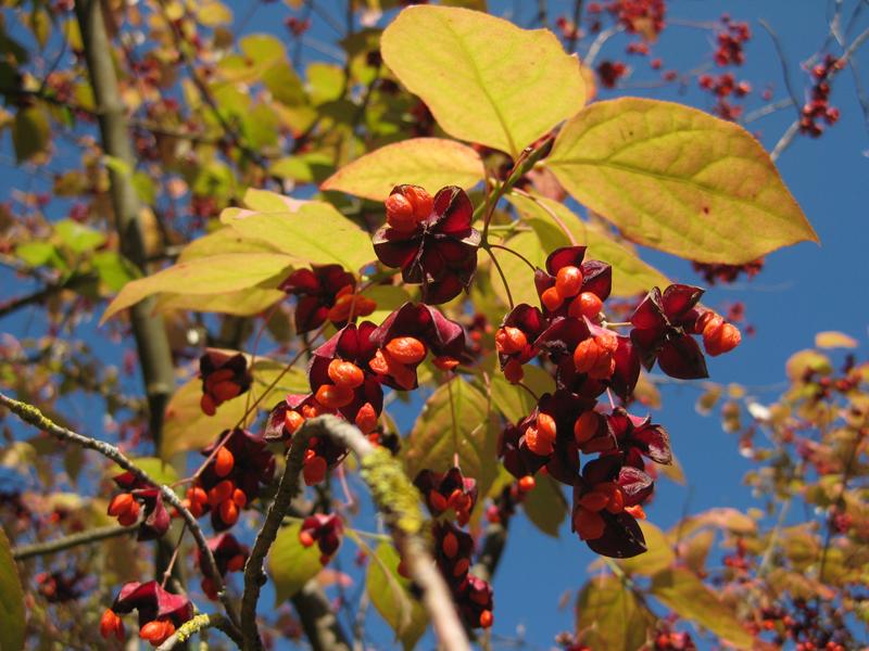 Herbstliches Sachalin-Pfaffenhütchen mit bunten Früchten