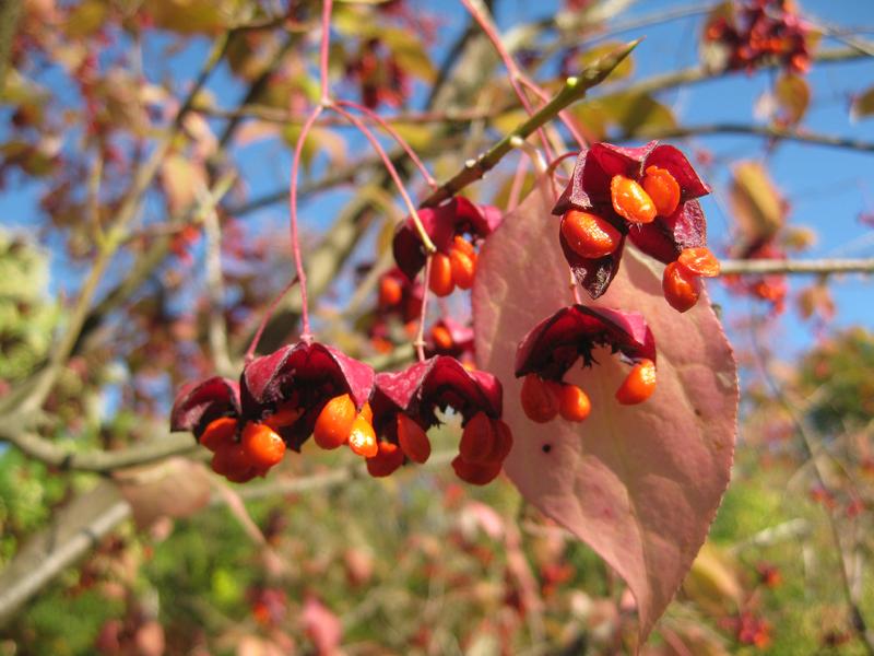 Sachalin-Pfaffenhütchen - rote Blätter und Früchte