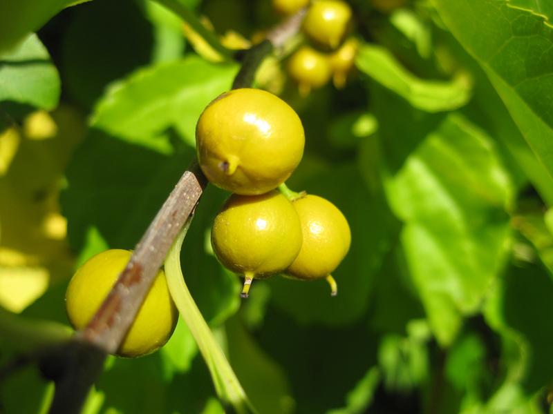 Die gelben Früchte des Baumwürgers im Oktober