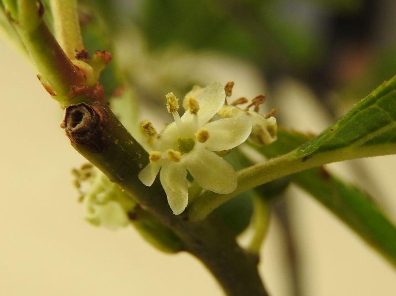 Aufnahme Anfang Juli: Männliche weiße Blüte bei Ilex verticillata