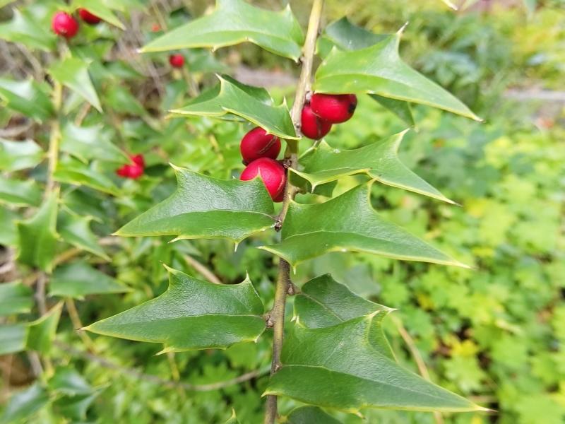 Rhombenilex mit roten Früchten