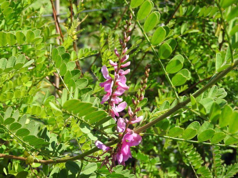 Indigofera heterantha