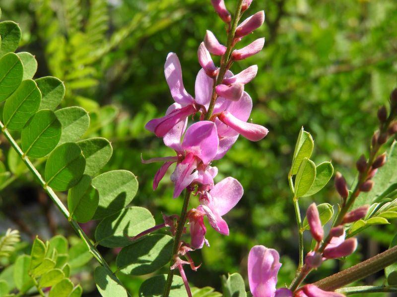 Indigofera heterantha