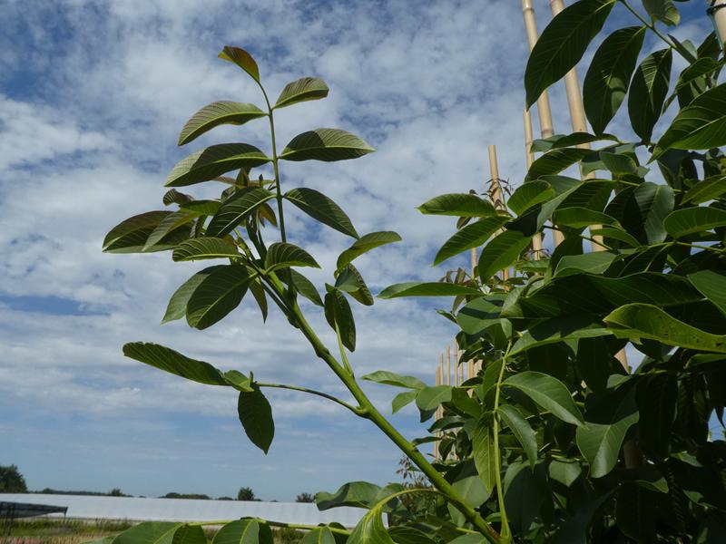 Valnöt Lara, Juglans regia Lara