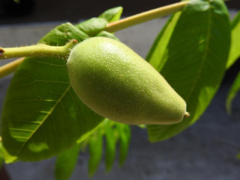 Frucht der Japanischen Walnuss Shubert