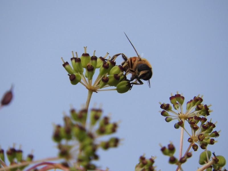 Bienen-Besuch auf dem Baum-Kraftwurz